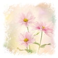 Pink Daisy Flowers watercolor