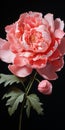Hyper-realistic White Peony Painting With High Contrast Royalty Free Stock Photo