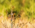 Digital painting of a single common whitethroat warbler, Sylvia communis on a perch