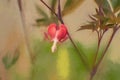 Digital painting of a single isolated red and white bleeding heart in flower in a natural environment