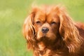 Digital painting of a single isolated ruby Cavalier King Charles Spaniel