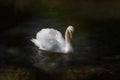 Digital painting of a single isolated white Swan on the River Lathkill, Peak District, Derbyshire Royalty Free Stock Photo