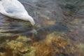 Digital painting of a single isolated white Swan on the River Lathkill, Peak District, Derbyshire Royalty Free Stock Photo