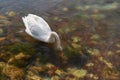 Digital painting of a single isolated white Swan on the River Lathkill, Peak District, Derbyshire Royalty Free Stock Photo