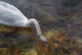 Digital painting of a single isolated white Swan on the River Lathkill, Peak District, Derbyshire Royalty Free Stock Photo