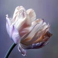 Digital painting slight pink streaks tulip