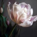 Digital painting slight pink streaks tulip