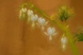 Digital painting of a string of white bleeding hearts in flower in a natural environment Royalty Free Stock Photo