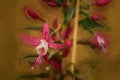 Digital painting of stunning pink and white fuchsia flowers, in a natural setting. In full bloom and using a shallow depth of