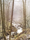 Digital painting style illustration of winter fog in woodland with a hillside stream running though forest trees