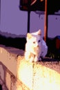 Digital painting style representing a white cat puppy walking on a low wall