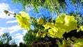 Digital painting style representing a yellow mallow plant