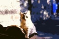 Digital painting style representing a young gray striped cat on a low wall