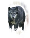 Timber Wolf watercolor