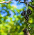 Digital Painting Of Tiny Pine Cones Macro With A blurred Background