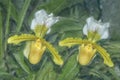 Two paphiopedilum orchids,oil painting