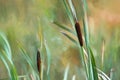 Digital painting of a wild bulrush on the moors