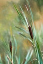 Digital painting of a wild bulrush on the moors Royalty Free Stock Photo