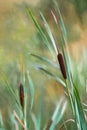 Digital painting of a wild bulrush on the moors