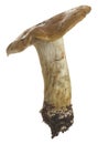 Blue-foot webcap, Cortinarius glaucopus