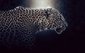 Digital photo manipulation of a leopard in Sri Lanka