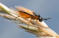 Macro photo of a rose sawfly, Arge ochropus on grain Royalty Free Stock Photo