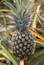 Digital Photography Background Of Hawaii Dole Plantation Pineapple Royalty Free Stock Photo