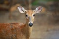 Digital Photography Background Of Whitetail Doe Deer Royalty Free Stock Photo