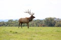 Digital Photography Background Of Wild Bull Elk In Field Royalty Free Stock Photo