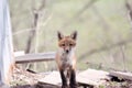 Digital Photography Background Of Wild Red Fox Pup Royalty Free Stock Photo