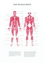 Digital poster of human body muscles