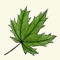 Digital sketch maple leaf. Black doodle outline and green colored foliage isolated on white. Watercolor imitation bright