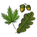 Set. Digital sketch maple and oak tree leaves and acorn. Black doodle outline and green colored foliage, yellow nut with