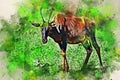 Digital splash watercolor painting of topi antelope