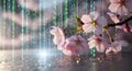 Digital Spring Cherry Blossoms with Binary Code Rain Royalty Free Stock Photo