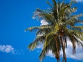 Tall coconut palm tree with lush green leaves against a bright blue sky on a sunny day, creating a refreshing atmosphere.