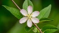 Digital Vanilla bean flower isolated with precise clipping path