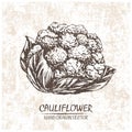 Digital vector cauliflower hand drawn illustration