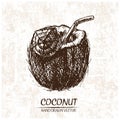 Digital vector detailed coconut hand drawn