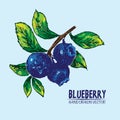 Digital vector detailed color blueberry hand drawn