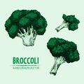 Digital vector detailed color broccoli hand drawn