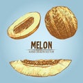 Digital vector detailed color melon hand drawn