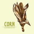 Digital vector detailed corn hand drawn