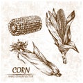 Digital vector detailed corn hand drawn