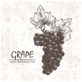 Digital vector detailed grape hand drawn