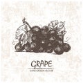 Digital vector detailed grape hand drawn