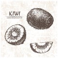 Digital vector detailed kiwi hand drawn