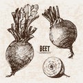 Digital vector detailed line art beet Royalty Free Stock Photo