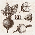 Digital vector detailed line art beet Royalty Free Stock Photo