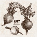 Digital vector detailed line art beet Royalty Free Stock Photo